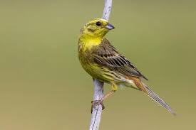 Attēlu rezultāti vaicājumam “Emberiza citrinella”