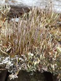 Attēlu rezultāti vaicājumam “Cladonia cornuta”
