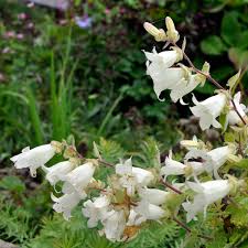Image result for Campanula strigosa