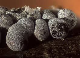 Attēlu rezultāti vaicājumam “Badhamia foliicola”