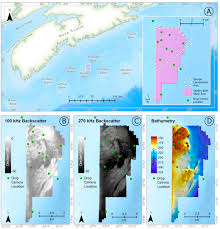 Image result for Vazella pourtalesii