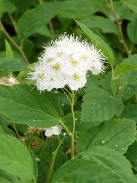 Attēlu rezultāti vaicājumam “Spiraea chamaedryfolia”