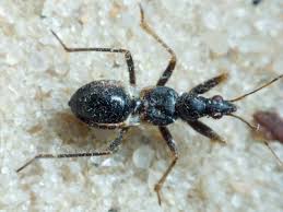 Attēlu rezultāti vaicājumam “Tetratoma fungorum”