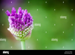 Attēlu rezultāti vaicājumam “Allium holandicum bud”