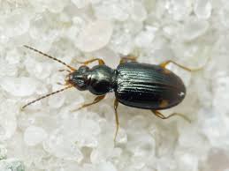 Attēlu rezultāti vaicājumam “Bembidion sp.”