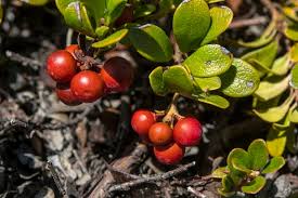 Attēlu rezultāti vaicājumam “Arctostaphylos uva-ursi”