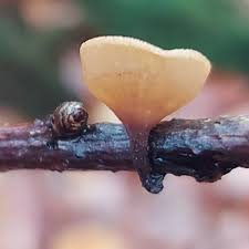 Attēlu rezultāti vaicājumam “Rutstroemia firma”