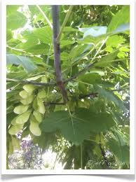 Attēlu rezultāti vaicājumam “Acer negundo fruit”