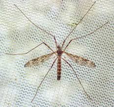 Attēlu rezultāti vaicājumam “Epiphragma ocellare”