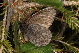 Attēlu rezultāti vaicājumam “Oeneis jutta”