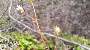 Attēlu rezultāti vaicājumam “Saxifraga tridactylites leaf”