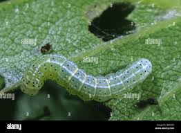 Attēlu rezultāti vaicājumam “Orthosia larvae”