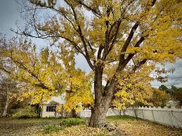 Attēlu rezultāti vaicājumam “Acer saccharinum”