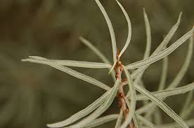 Attēlu rezultāti vaicājumam “Hippophae rhamnoides leaf”