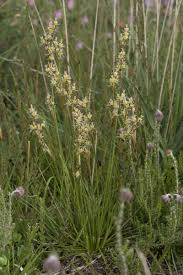 Attēlu rezultāti vaicājumam “Juncus squarrosus”