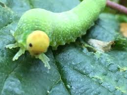 Attēlu rezultāti vaicājumam “Trichiosoma larva”