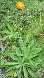 Attēlu rezultāti vaicājumam “Pilosella aurantiaca flower”