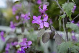 Attēlu rezultāti vaicājumam “Lunaria annua”