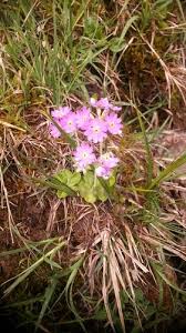 Attēlu rezultāti vaicājumam “Primula farinosa fruit”