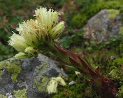 Attēlu rezultāti vaicājumam “Jovibarba globifera flower”