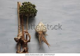 Attēlu rezultāti vaicājumam “Allium scorodoprasum fruit”