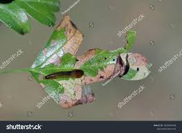 Attēlu rezultāti vaicājumam “Caliroa annulipes”