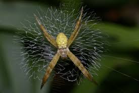 Image result for st andrews cross spider