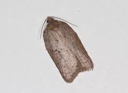 Attēlu rezultāti vaicājumam “Acleris aspersana”