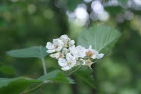 Attēlu rezultāti vaicājumam “Crataegus submollis”