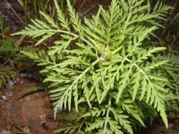 Attēlu rezultāti vaicājumam “Ambrosia artemisiifolia fruit”