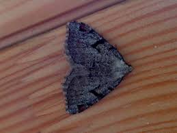 Attēlu rezultāti vaicājumam “Macaria wauaria”