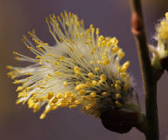 Attēlu rezultāti vaicājumam “Salix caprea fruit”