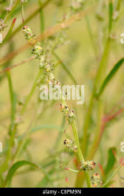 Attēlu rezultāti vaicājumam “Atriplex littoralis fruit”
