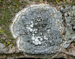 Attēlu rezultāti vaicājumam “Pertusaria albescens”