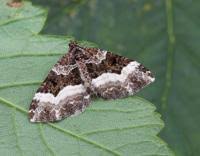 Attēlu rezultāti vaicājumam “Euphyia unangulata”