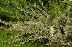 Attēlu rezultāti vaicājumam “Salix repens subsp. rosmarinifolia”