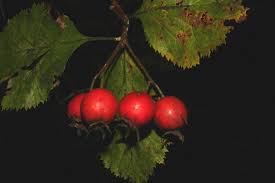 Attēlu rezultāti vaicājumam “Crataegus submollis fruit”
