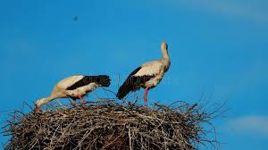 Attēlu rezultāti vaicājumam “Ciconia ciconia adult”