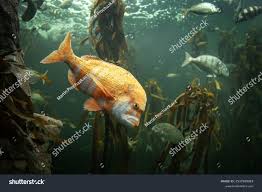 Image result for Chrysoblephus laticeps
