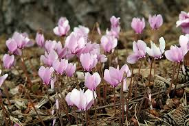 Attēlu rezultāti vaicājumam “Cyclamen hederifolium”