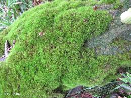 Attēlu rezultāti vaicājumam “Dicranodontium denudatum”