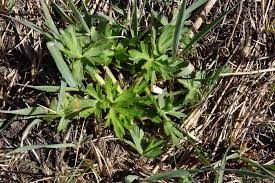 Attēlu rezultāti vaicājumam “Ranunculus polyanthemos”