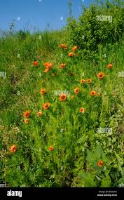 Image result for Adonis aestivalis