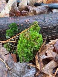 Attēlu rezultāti vaicājumam “Dicranum flagellare”