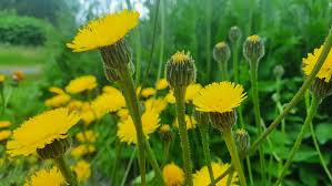 Attēlu rezultāti vaicājumam “Hypochaeris maculata”