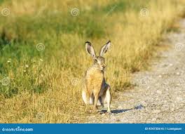 Attēlu rezultāti vaicājumam “Lepus europaeus”