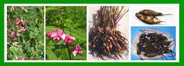 Attēlu rezultāti vaicājumam “Lathyrus tuberosus”