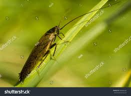 Attēlu rezultāti vaicājumam “Ectobius sylvestris male”