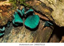 Attēlu rezultāti vaicājumam “Chlorociboria aeruginascens”