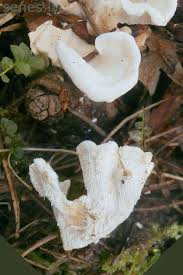 Attēlu rezultāti vaicājumam “Sistotrema confluens”